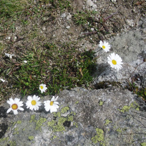 flowers rock earth