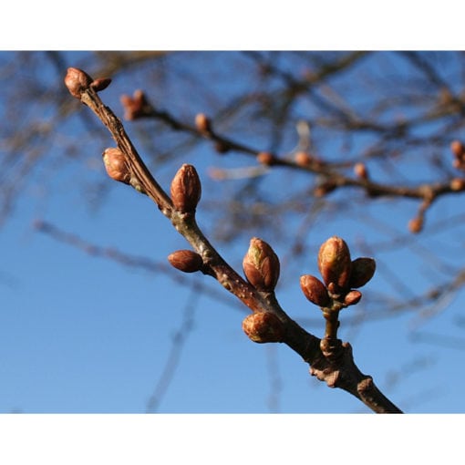 Oak buds swelling at the end of March, Bob Embleton