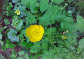 Yellow flower