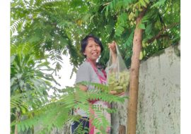 Sr Beta harvesting in Myanmar