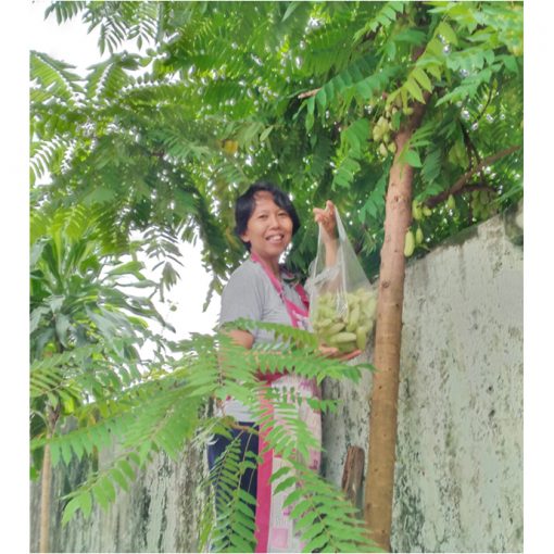 Sr Beta harvesting in Myanmar