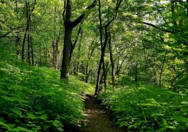 Walk in the woods