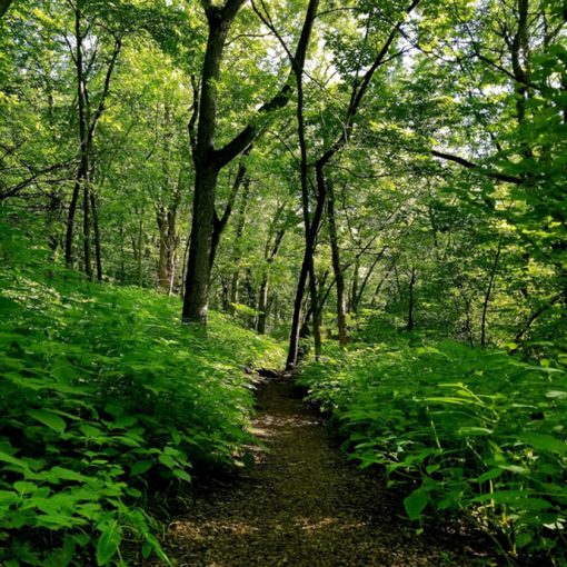 Walk in the woods
