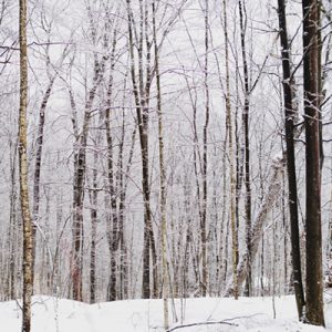 Trees in winter