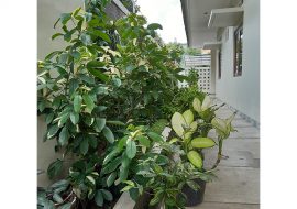 Sarasvita FCJ Centre Yogyakarta Indonesia