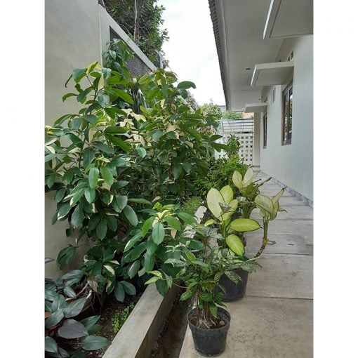 Sarasvita FCJ Centre Yogyakarta Indonesia