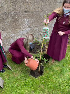 Laudato Si’ Week in our Limerick Schools
