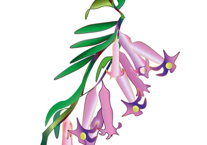 Pink common heath, Victoria's flower emblem