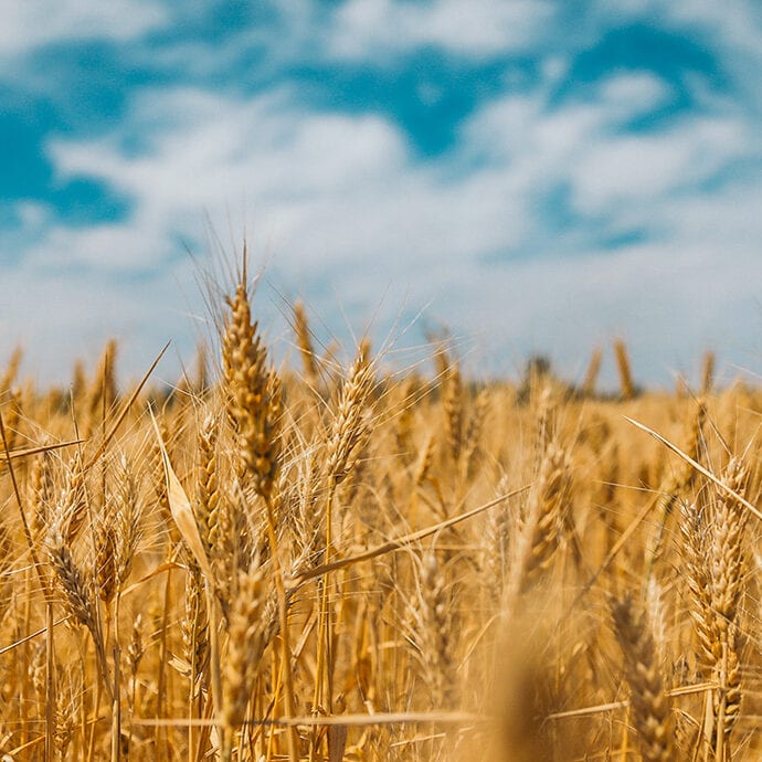 Ukranian fields