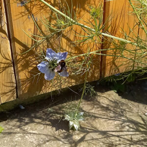 Wild flowers at FCJ Centre St Hugh's
