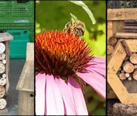 Build a Bee & Bug Hotel event