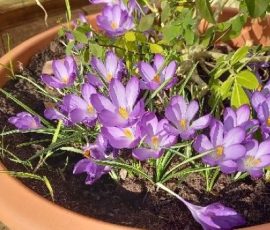 Crocuses in the FCJ Centre Garden